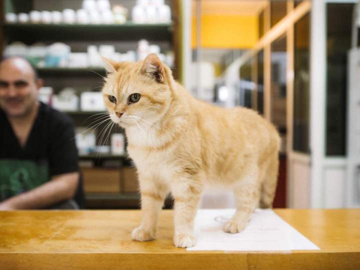 Vétérinaire pour animaux domestiques Guadeloupe