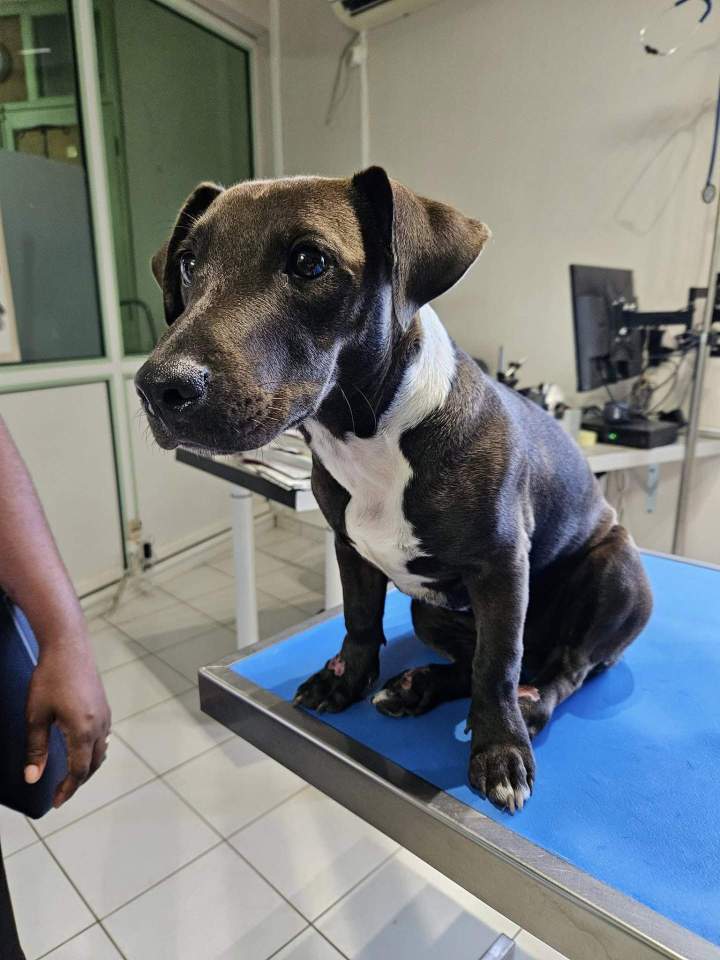 Vétérinaire pour animaux domestiques Guadeloupe