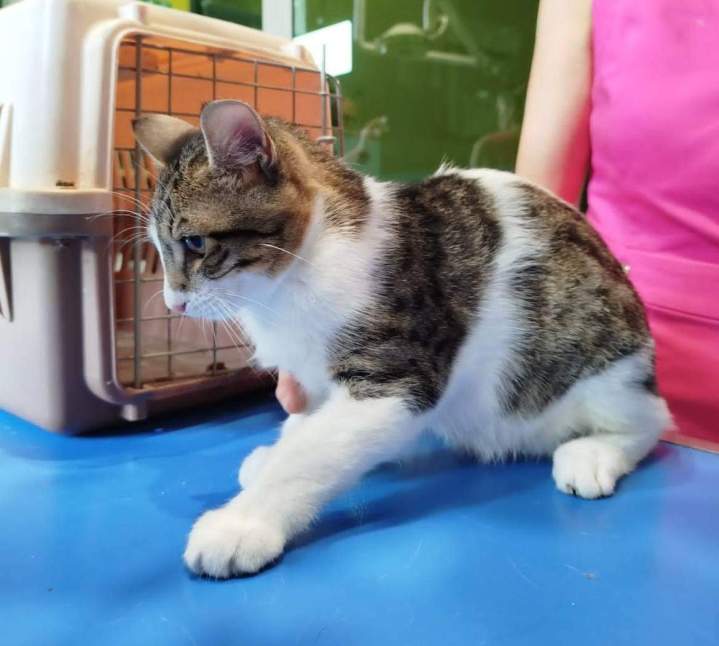 Vétérinaire pour chat Guadeloupe