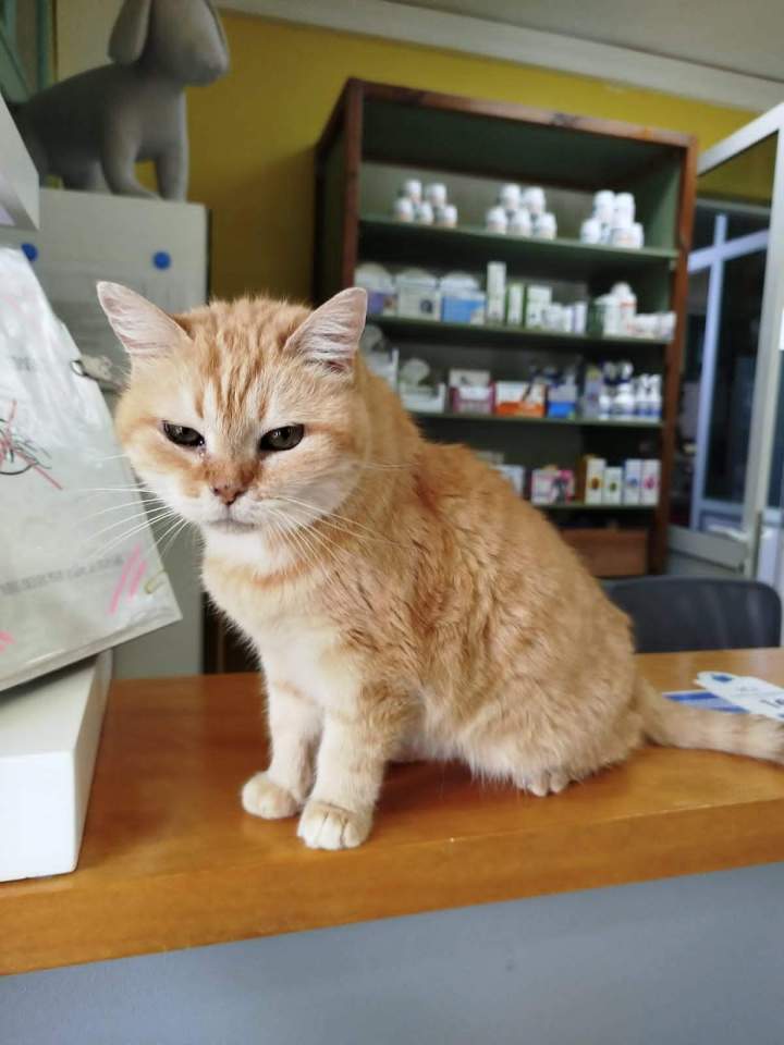 Vétérinaire pour animaux de compagnie Guadeloupe