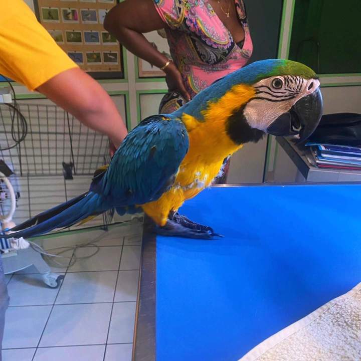 Vétérinaire pour nouveaux animaux de compagnie Guadeloupe