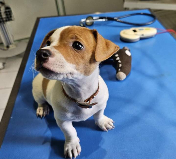 Vétérinaire pour chien Guadeloupe