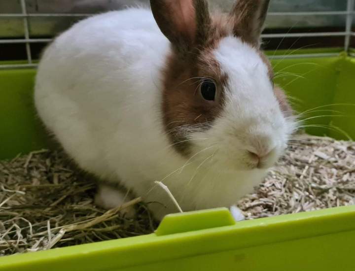 Vétérinaire pour NAC Guadeloupe