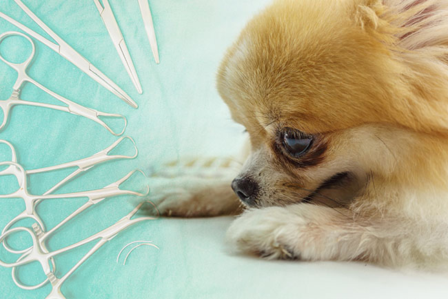 Vétérinaire pour chien Guadeloupe