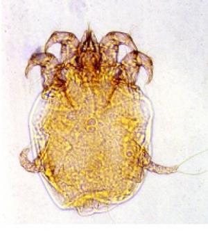 Clinique vétérinaire Guadeloupe
