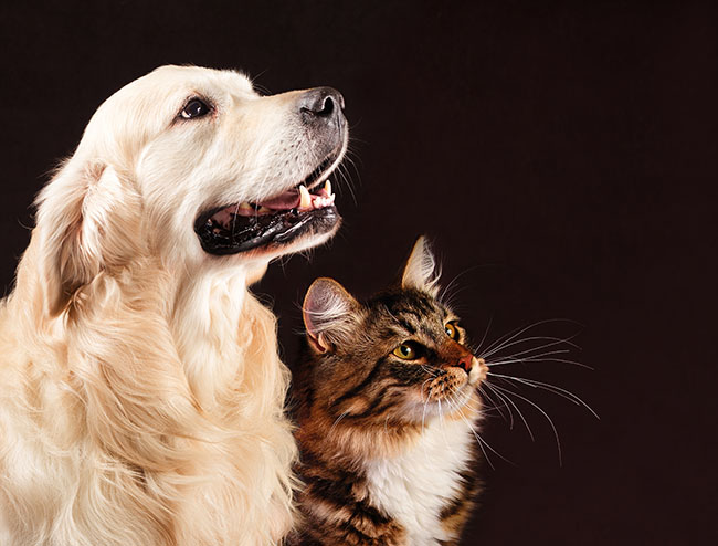 Vétérinaire pour chat Guadeloupe