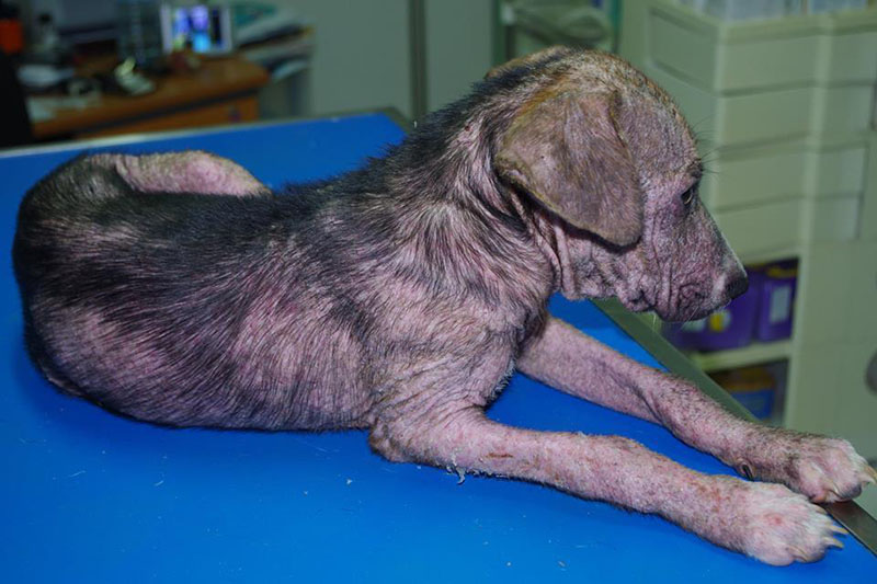 Vétérinaire pour chien Guadeloupe