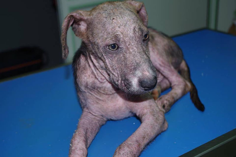 Vétérinaire pour chien Guadeloupe