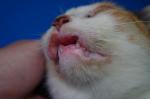 Vétérinaire pour chat Guadeloupe
