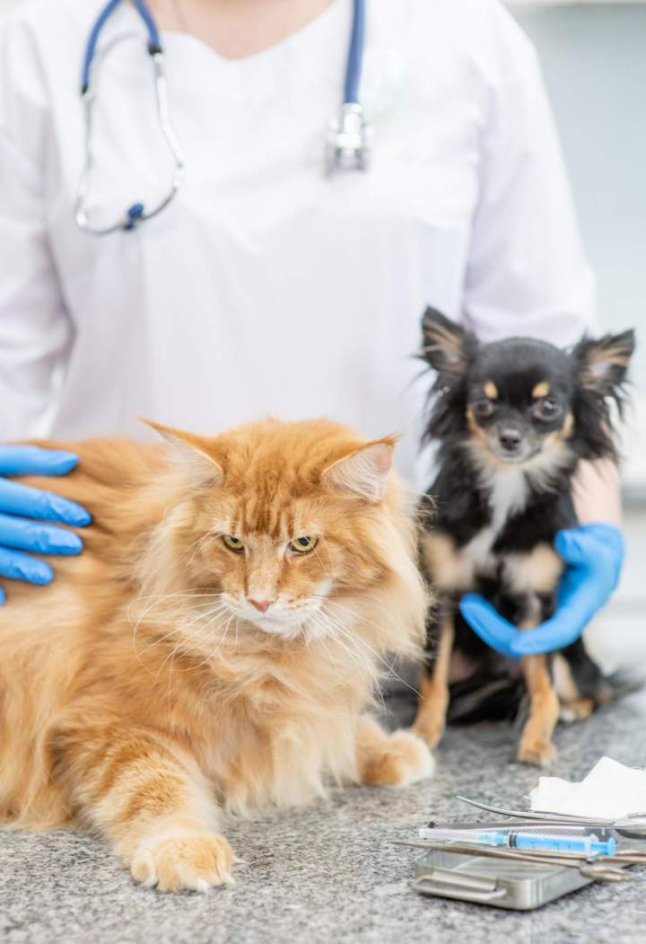 Clinique vétérinaire Guadeloupe