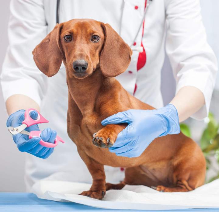 Vétérinaire pour chien à Guadeloupe