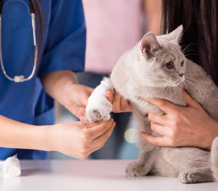 Soins vétérinaires pour chat Guadeloupe